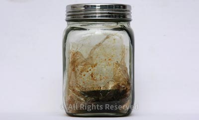 Aroma harum tiba-tiba muncul