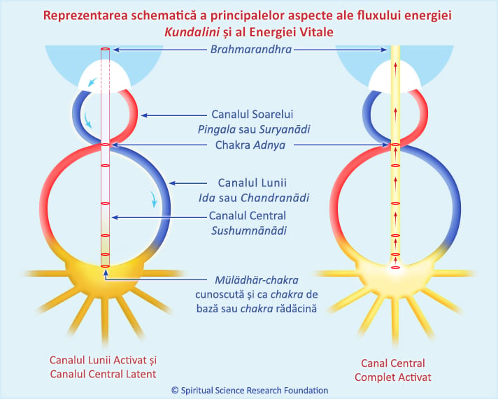 Reprezentarea schematică a principalelor aspecte ale fluxului energiei Kundalini și al Energiei Vitale