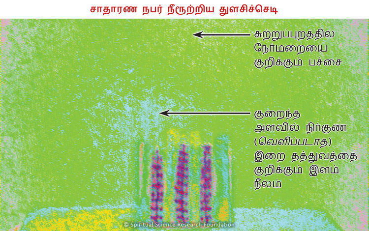 சாதாரண நபர் நீரூற்றிய துளசிச்செடி
