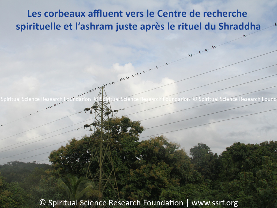 Les corbeaux affluent vers le Centre de recherche spirituelle et l'ashram juste après le rituel du Shraddha