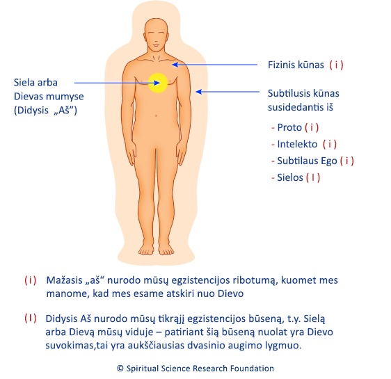 Siela