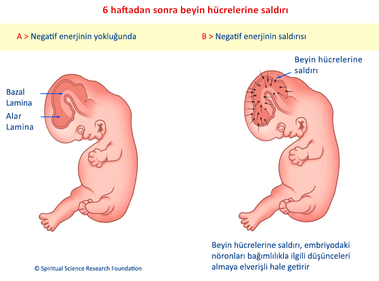 6 haftadan sonra beyin hücrelerine saldırı