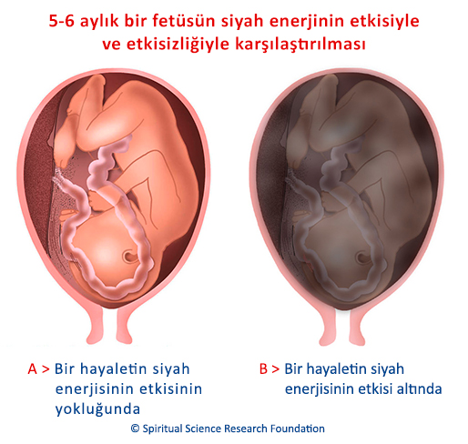 5-6 aylık bir fetüsün siyah enerjinin etkisiyle ve etkisizliğiyle karşılaştırılması