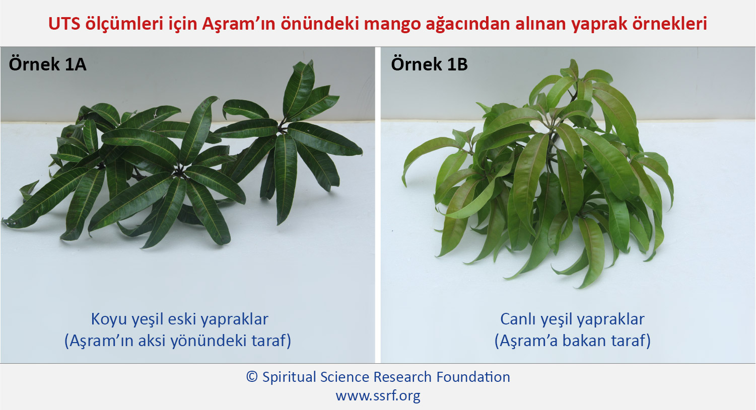 UTS ölçümleri için Aşram'ın önündeki mango ağacından alınan yaprak örnekleri