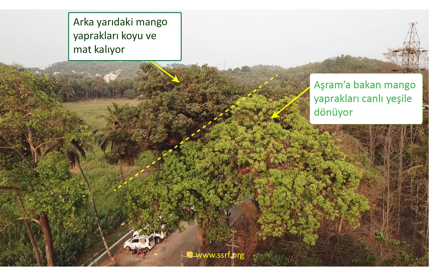 Arka yarıdaki mango yaprakları koyu ve mat kalıyor