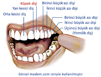 İnsanlardaki köpek dişleri et tüketimi için değil midir?