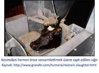 Kesimden hemen önce sersemletilmek üzere zapt edilen sığır