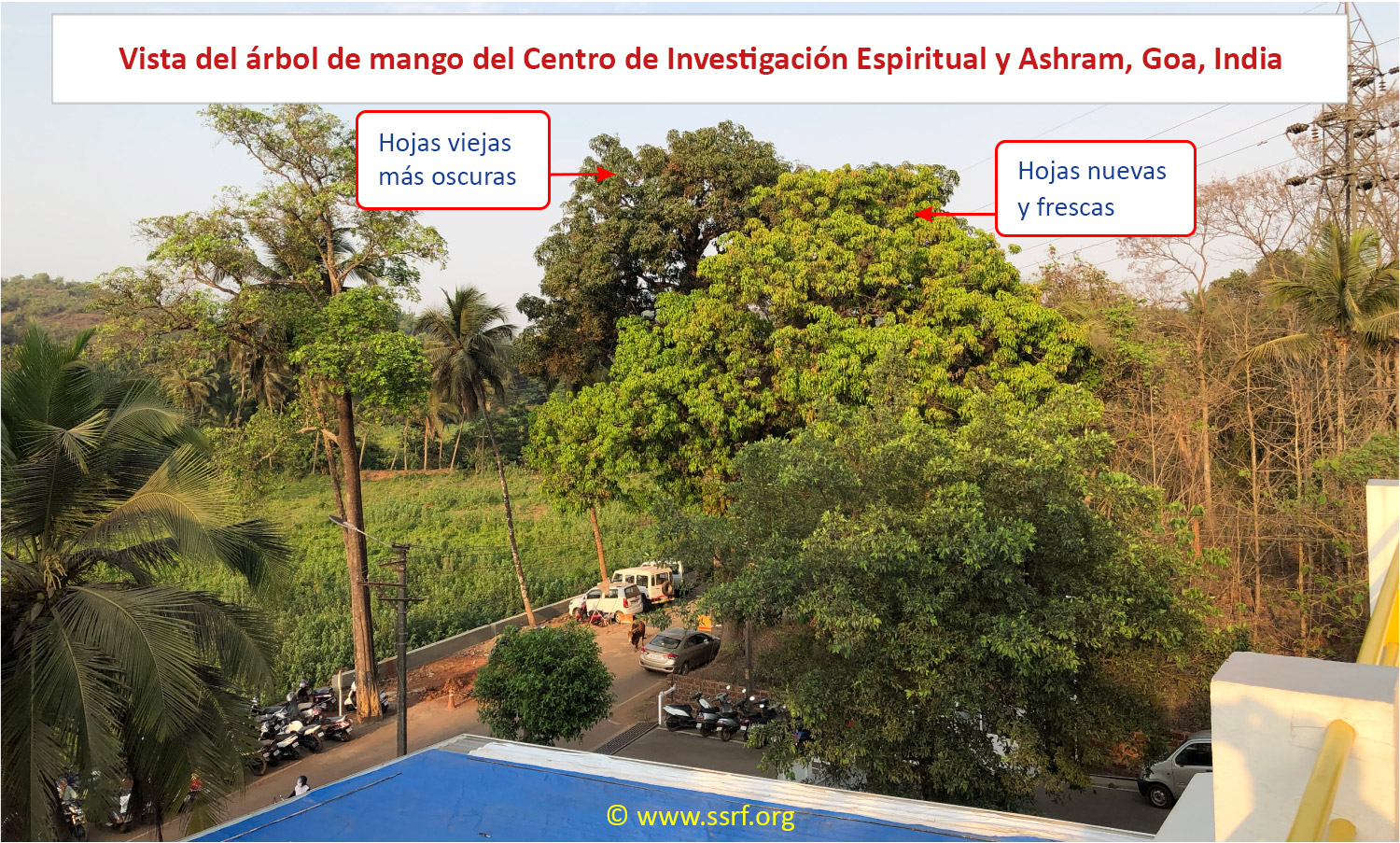 Vista del árbol de mango del Centro de Investigación Espiritual y Ashram, Goa, India