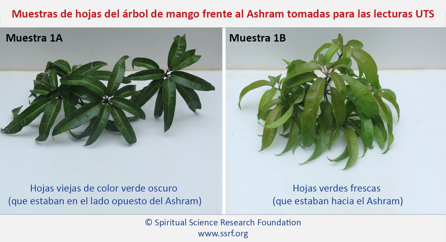 Muestras de hojas del árbol de mango frente al Ashram tomadas para las lecturas UTS