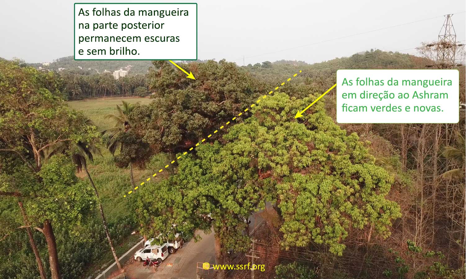 Embora a árvore seja uma só, suas duas metades se comportaram de maneira diferente
