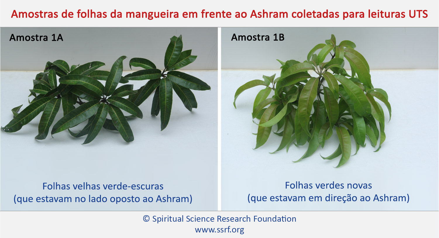Amostras de folhas da mangueira em frente ao Ashram coletadas para leituras UTS