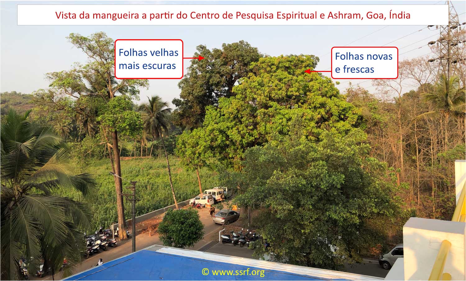 Vista da mangueira a partir do Centro de Pesquisa Espiritual e Ashram, Goa, Índia