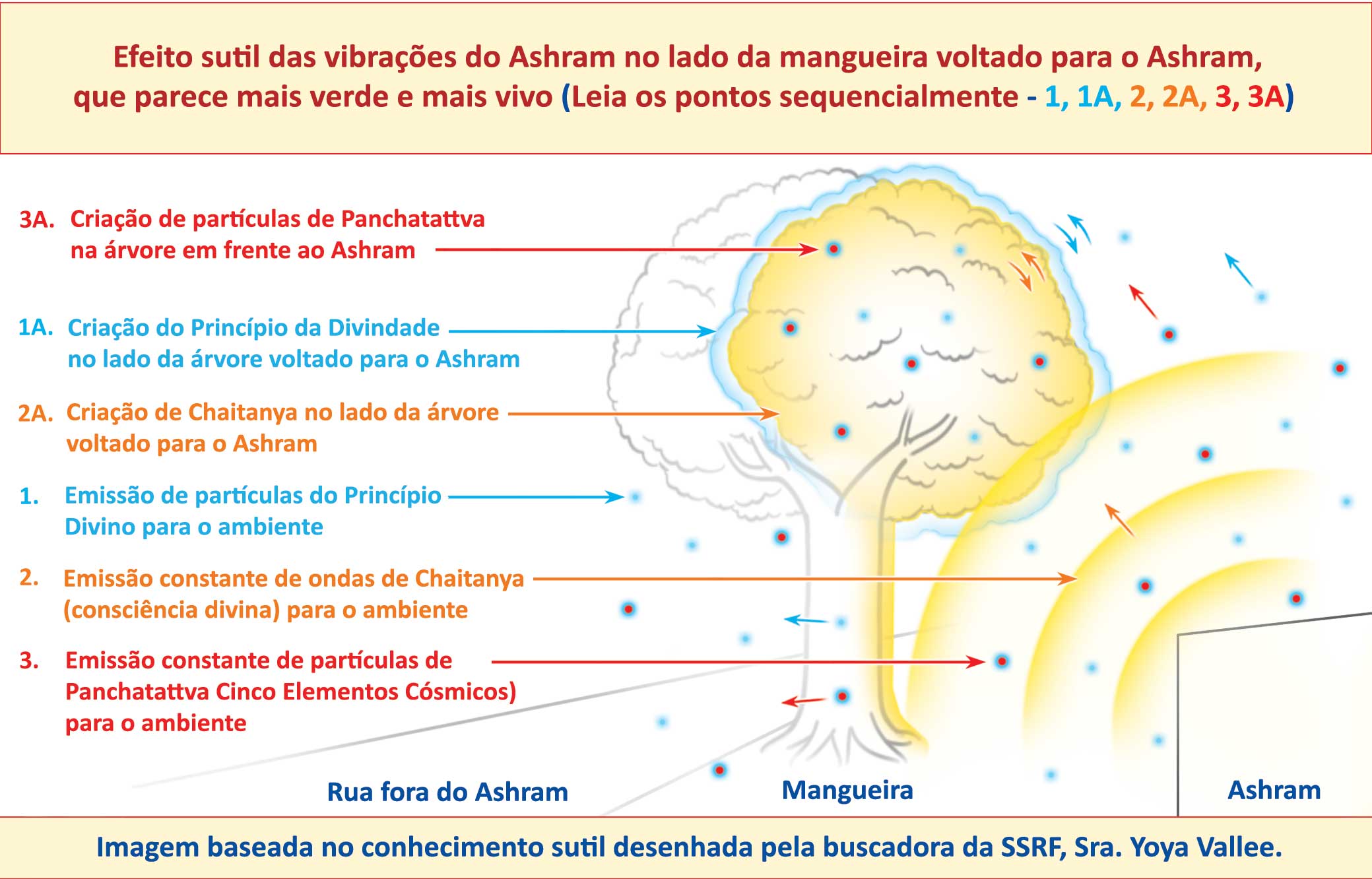 Efeito sutil das vibrações do Ashram no lado da mangueira voltado para o Ashram, que parece mais verde e mais vivo